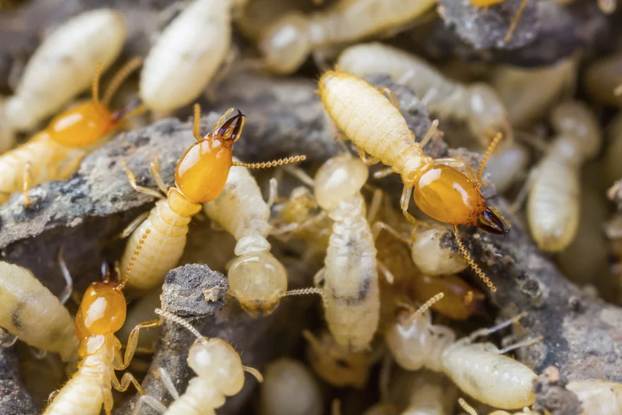 Recherche de termites lors de diagnostics immobiliers dans le Var